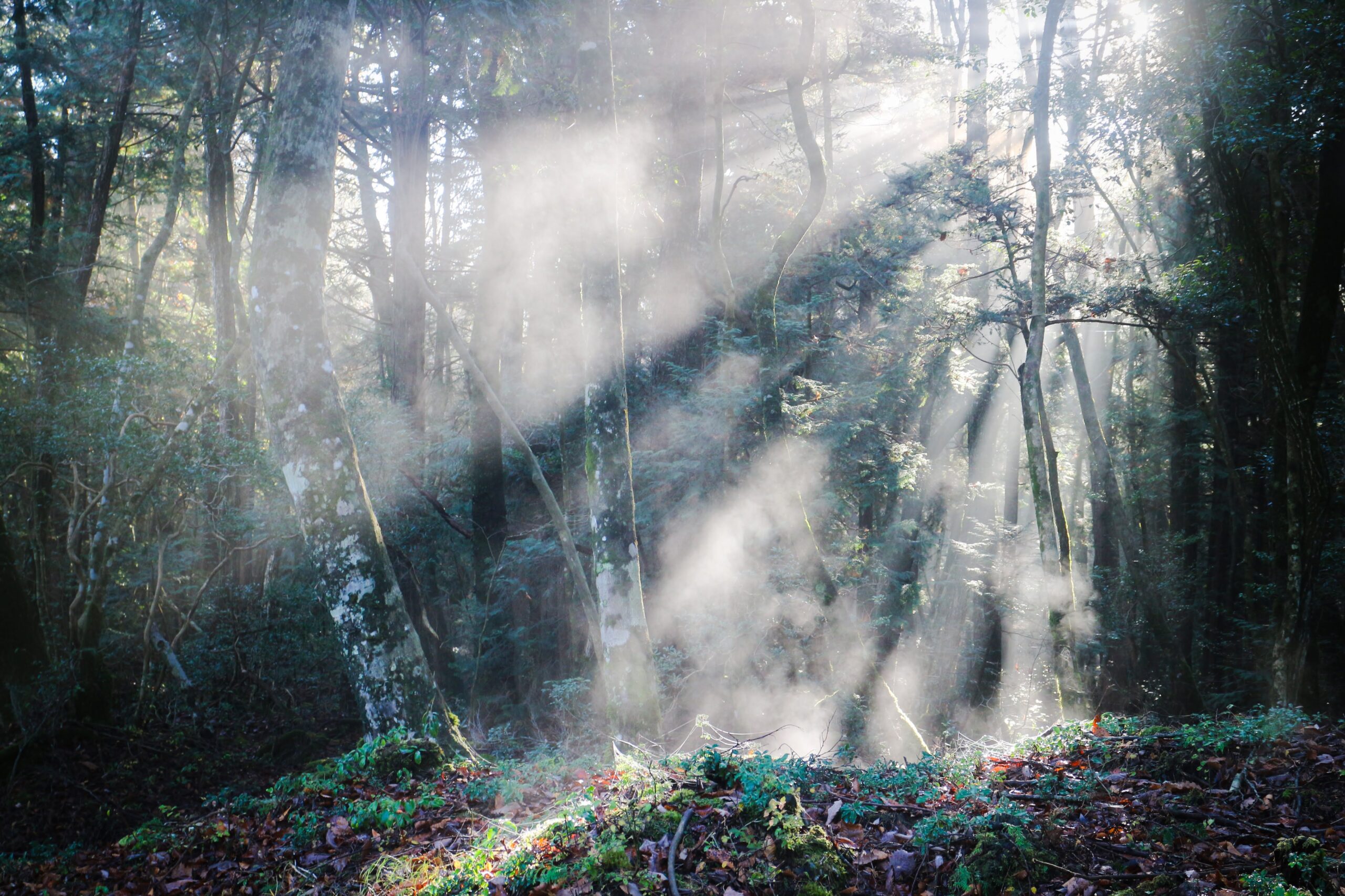 Aokigahara Jukai Early Morning and Late Afternoon Walk