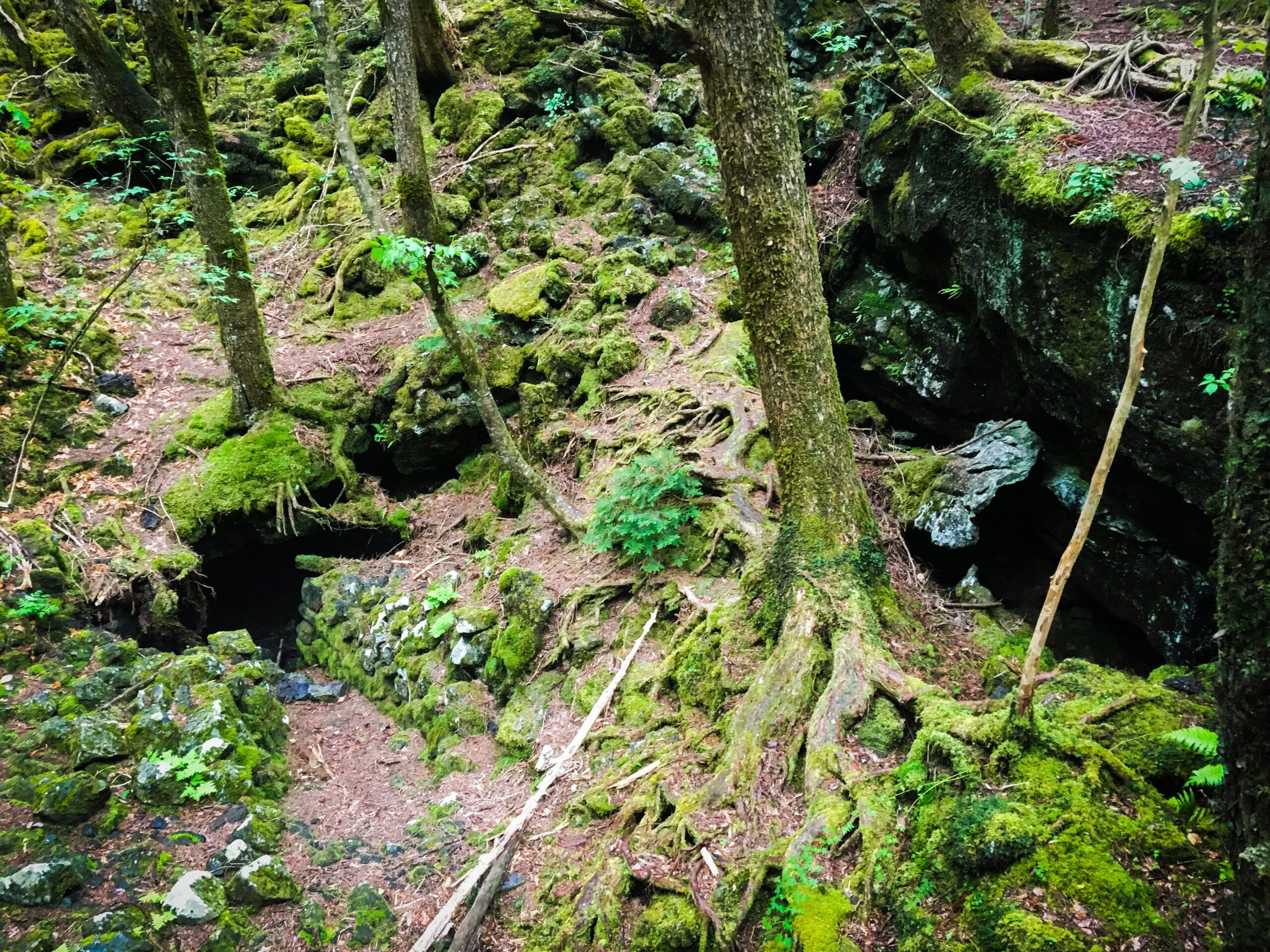 Aokigahara Jukai Private Tour